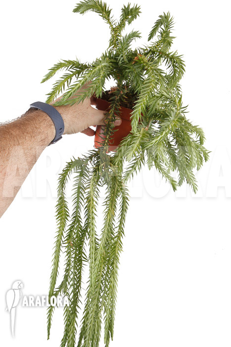 Huperzia &lsquo;Lycopodium&rsquo; goebelii  &lsquo;XXL&rsquo;