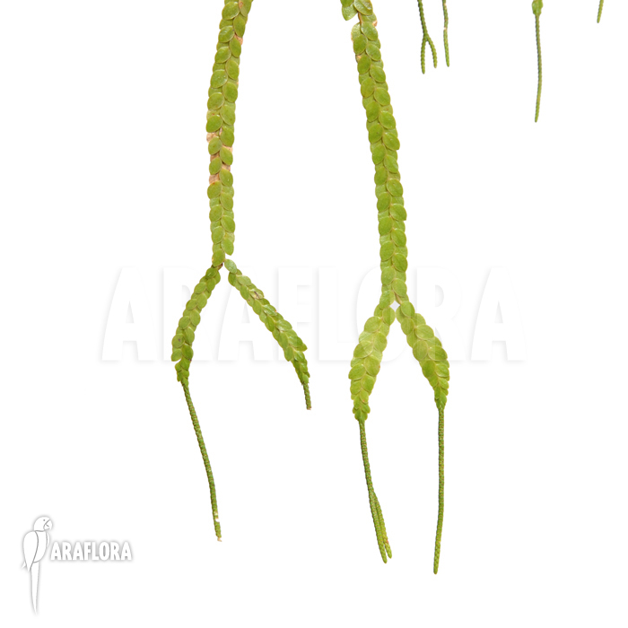 Huperzia &lsquo;Lycopodium&rsquo; nummulariifolia