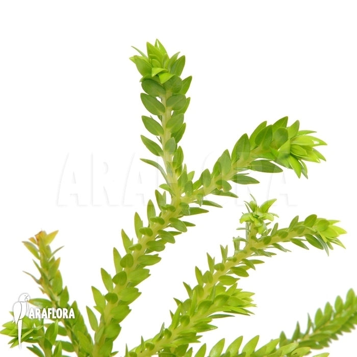 Huperzia &lsquo;Lycopodium&rsquo; phlegmaria