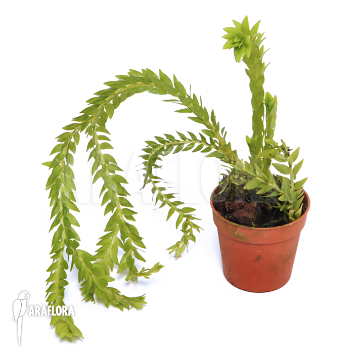 Huperzia &lsquo;Lycopodium&rsquo; phlegmaria