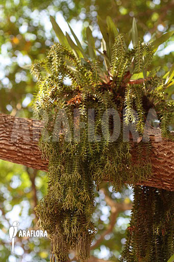 Huperzia &lsquo;Lycopodium&rsquo; phlegmaria