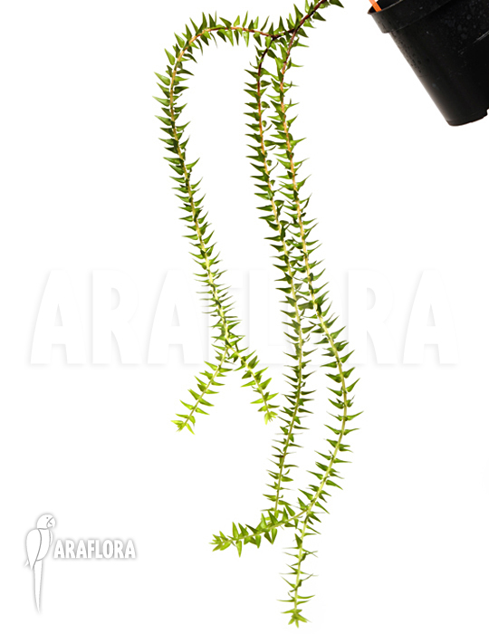 Huperzia &lsquo;Lycopodium&rsquo; phlegmaria&rsquo;L&rsquo;