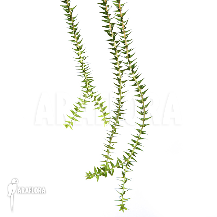 Huperzia &lsquo;Lycopodium&rsquo; phlegmaria&rsquo;L&rsquo;