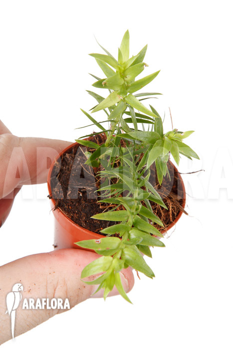 Huperzia &lsquo;Lycopodium&rsquo; phlegmaria &lsquo;Starter&rsquo;