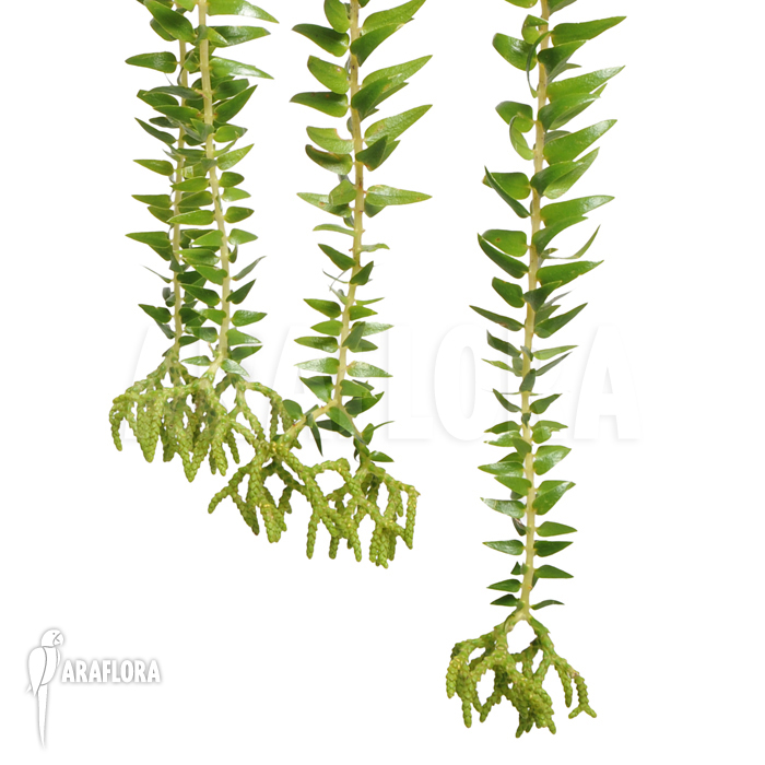 Huperzia &lsquo;Lycopodium&rsquo; phlegmaria &lsquo;XL&rsquo;