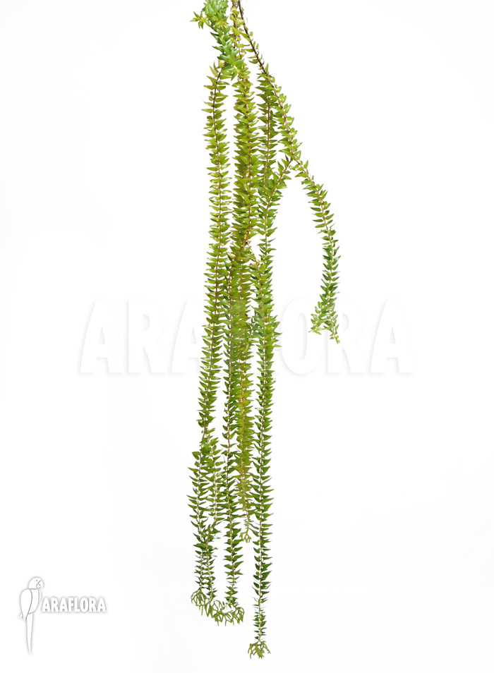 Huperzia &lsquo;Lycopodium&rsquo; phlegmaria &lsquo;XL&rsquo;