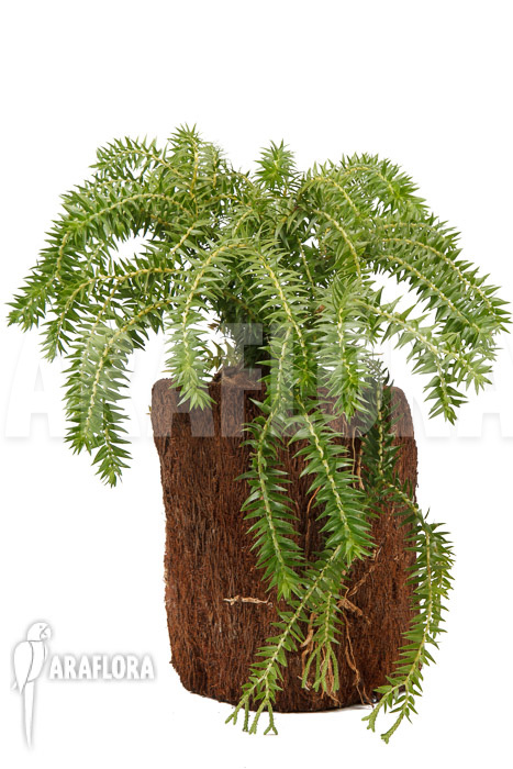 Huperzia &lsquo;Lycopodium&rsquo; phlegmaria &lsquo;XL&rsquo;