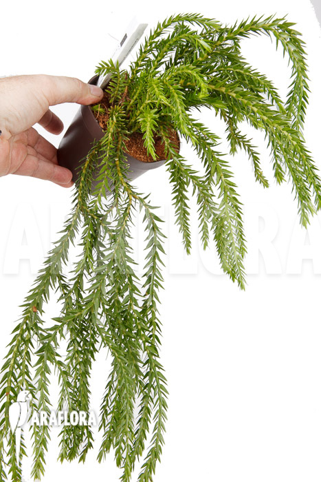 Huperzia &lsquo;Lycopodium&rsquo; phlegmaria &lsquo;XL&rsquo;