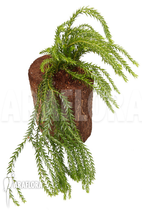 Huperzia &lsquo;Lycopodium&rsquo; phlegmaria &lsquo;XL&rsquo;