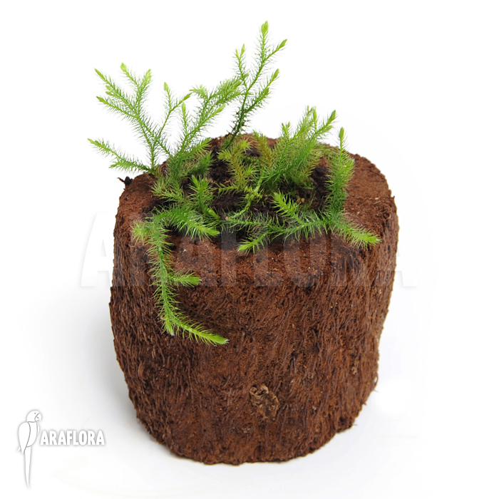 Huperzia &lsquo;Lycopodium&rsquo; pinifolia