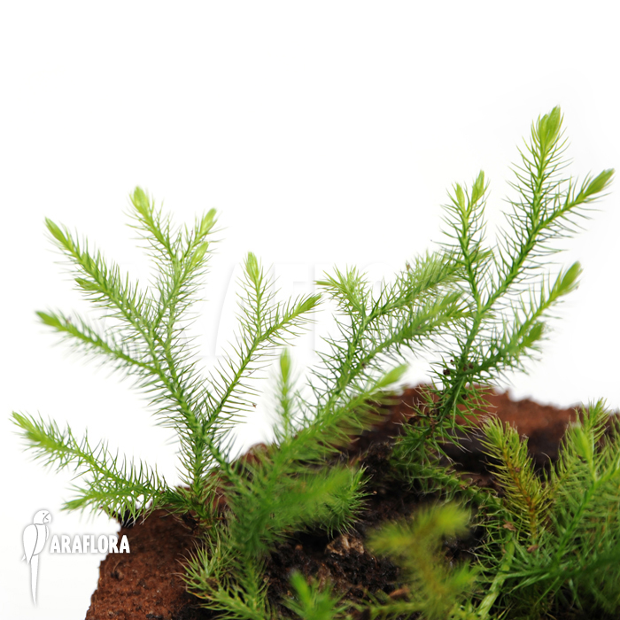 Huperzia &lsquo;Lycopodium&rsquo; pinifolia