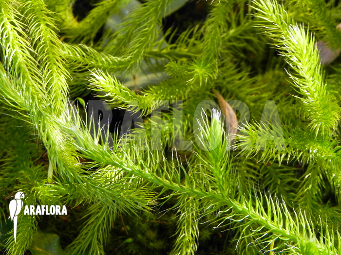 Huperzia &lsquo;Lycopodium&rsquo; pinifolia