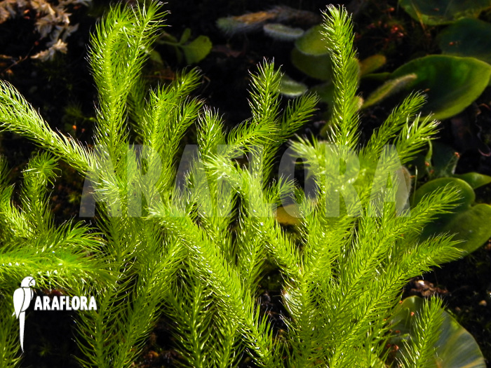 Huperzia &lsquo;Lycopodium&rsquo; pinifolia