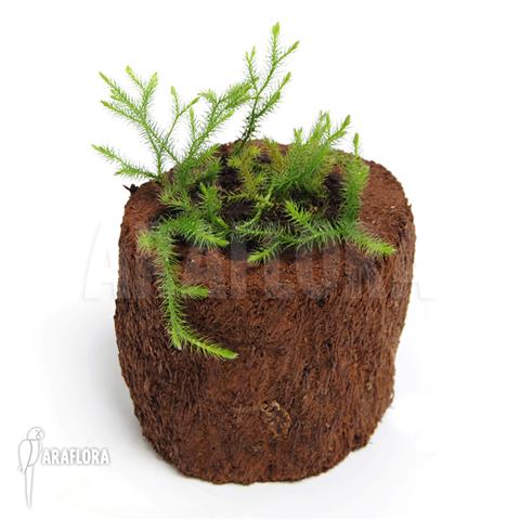 Huperzia &lsquo;Lycopodium&rsquo; pinifolia &lsquo;Small&rsquo;