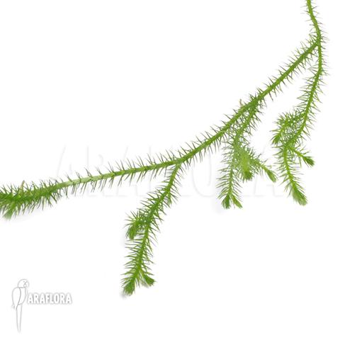 Huperzia &lsquo;Lycopodium&rsquo; pinifolia &lsquo;Small&rsquo;