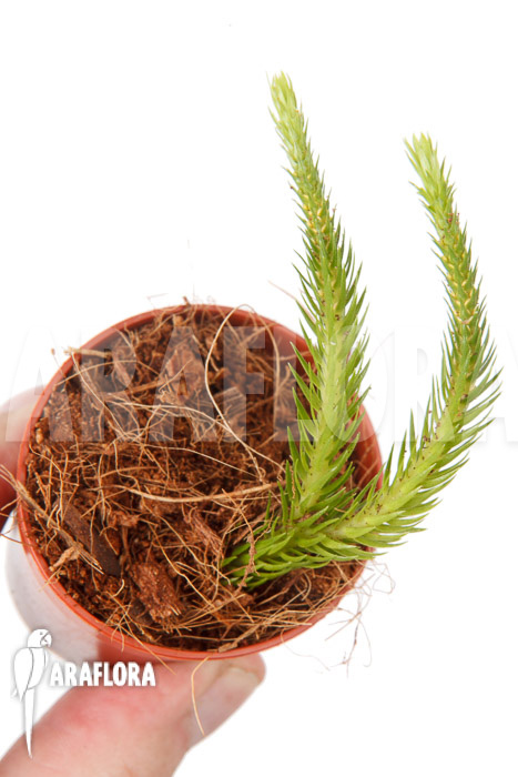 Huperzia &lsquo;Lycopodium&rsquo; pinifolia &lsquo;starter&rsquo;