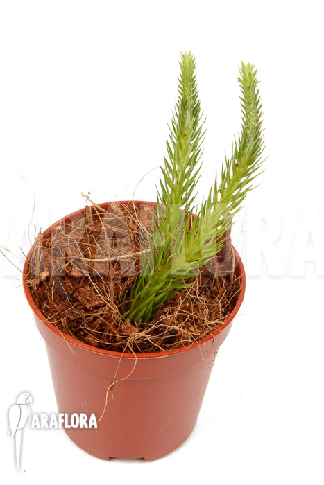 Huperzia &lsquo;Lycopodium&rsquo; pinifolia &lsquo;starter&rsquo;