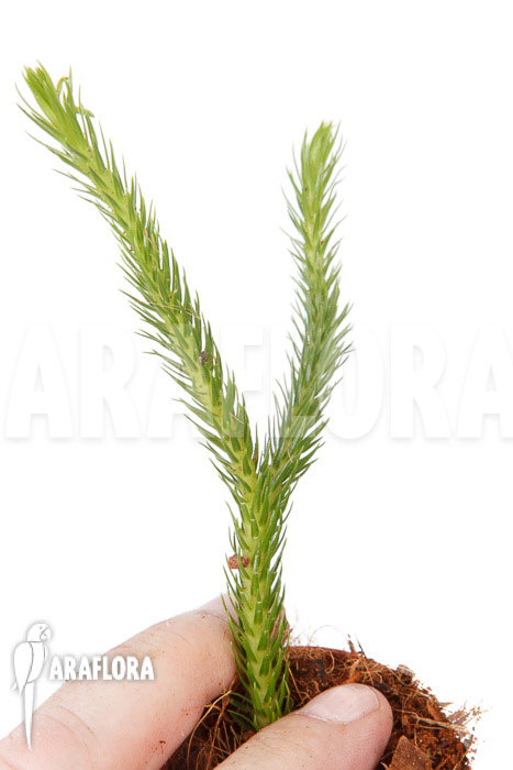 Huperzia &lsquo;Lycopodium&rsquo; pinifolia &lsquo;starter&rsquo;