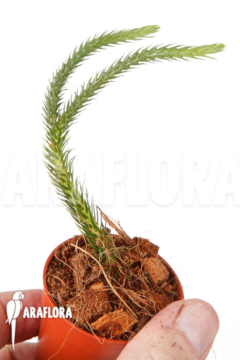 Huperzia &lsquo;Lycopodium&rsquo; pinifolia &lsquo;starter&rsquo;