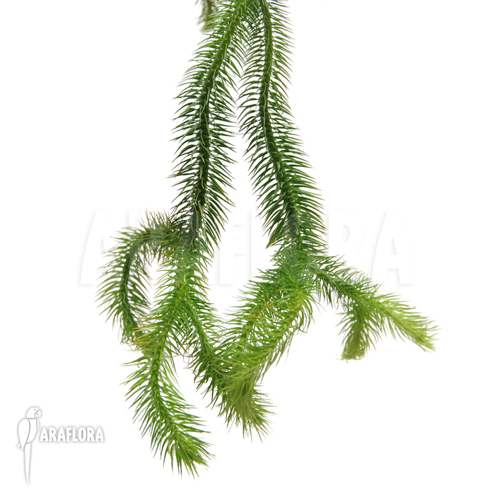 Huperzia &lsquo;Lycopodium&rsquo; squarrosum