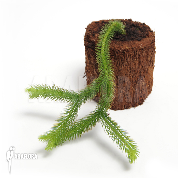 Huperzia &lsquo;Lycopodium&rsquo; squarrosum