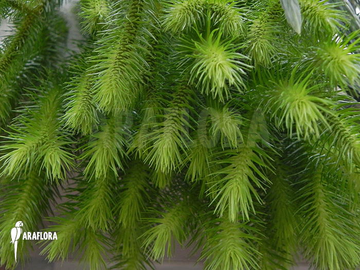 Huperzia &lsquo;Lycopodium&rsquo; squarrosum