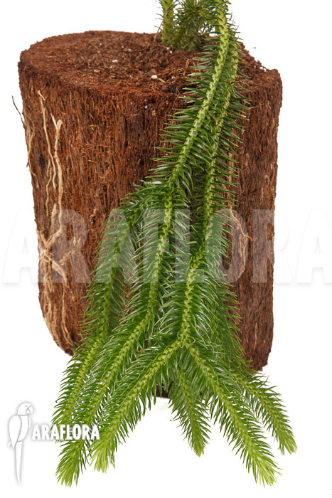 Huperzia &lsquo;Lycopodium&rsquo; squarrosum XL