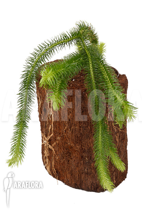 Huperzia &lsquo;Lycopodium&rsquo; squarrosum XL