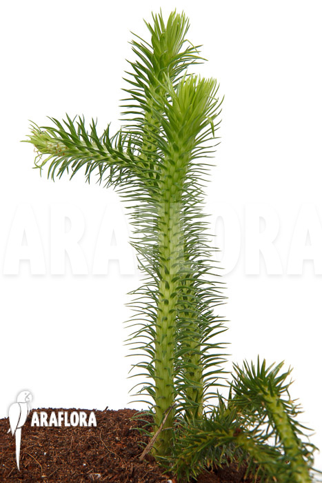 Huperzia &lsquo;Lycopodium&rsquo; squarrosum XL