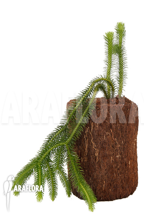 Huperzia &lsquo;Lycopodium&rsquo; squarrosum XL