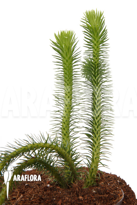 Huperzia &lsquo;Lycopodium&rsquo; squarrosum XL