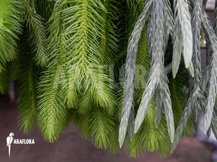 Difference between Huperzia &lsquo;Lycopodium&rsquo; squarrosum and Huperzia carinat