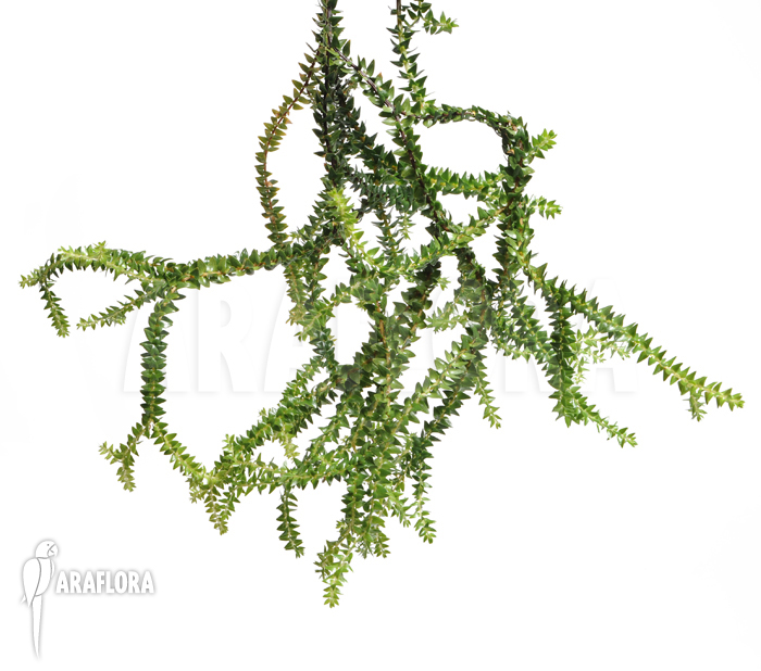 Huperzia salvinioides &lsquo;Lycopodium spec borneo&rsquo;