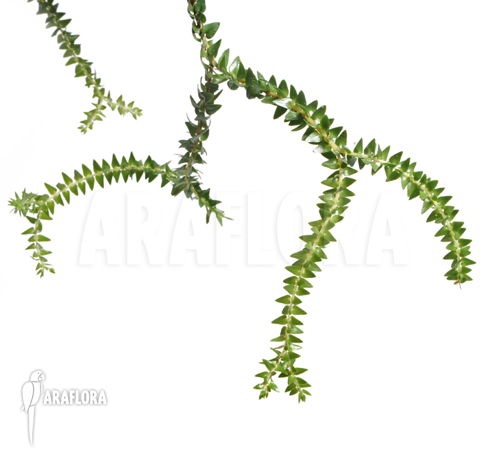 Huperzia salvinioides &lsquo;Lycopodium spec borneo&rsquo;