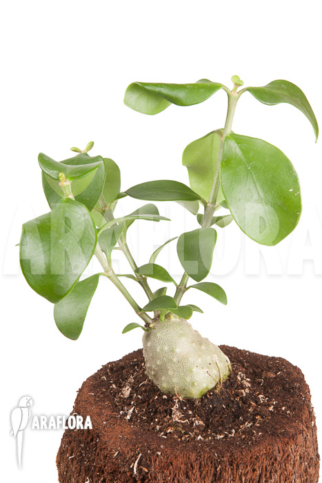 Hydnophytum cf. mosleyanum &lsquo;S&rsquo;