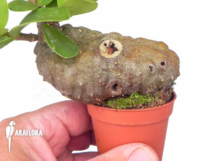 Hydnophytum formicarum &lsquo;Starter&rsquo;