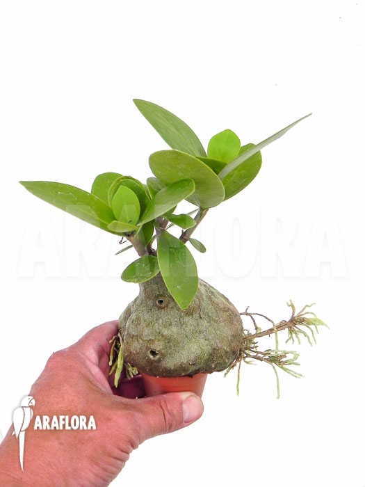 Hydnophytum formicarum &lsquo;Starter&rsquo;