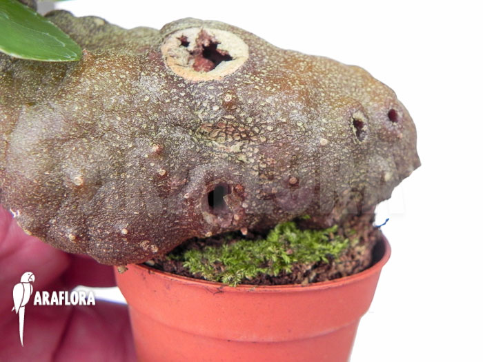 Hydnophytum formicarum &lsquo;Starter&rsquo;