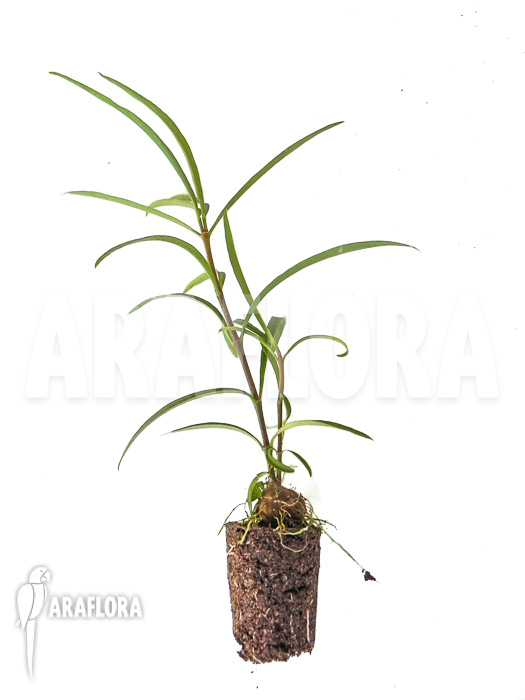 Hydnophytum perangustum &lsquo;Needle Leaf&rsquo; &lsquo;Starter&rsquo;