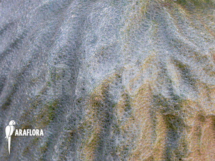 Hydnophytum simplex &lsquo;XL&rsquo;