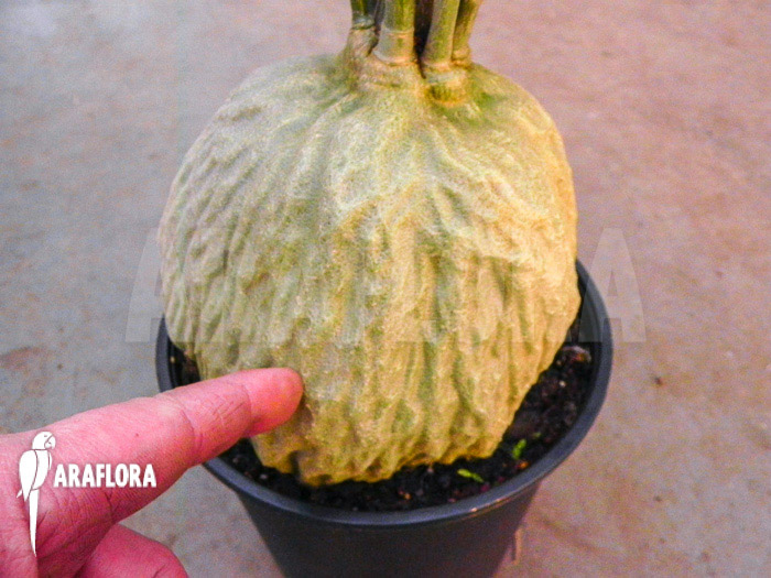 Hydnophytum simplex &lsquo;XL&rsquo;