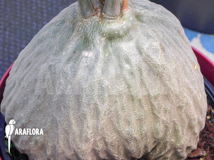 Hydnophytum simplex &lsquo;XL&rsquo; bulb