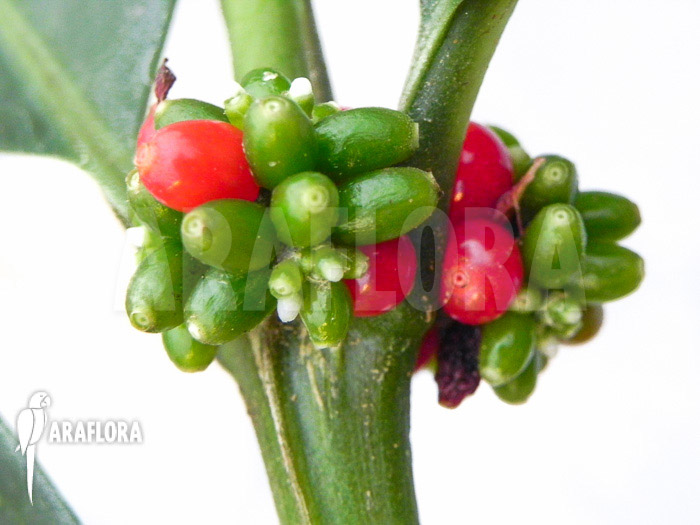 Hydnophytum simplex &lsquo;XL&rsquo; fruit