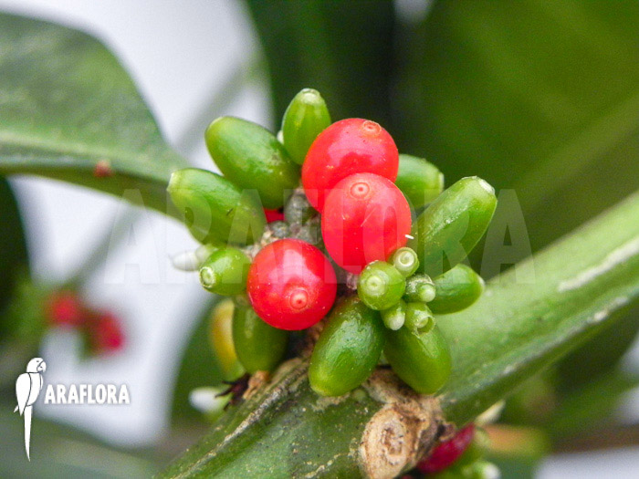 Hydnophytum simplex &lsquo;XL&rsquo; fruit
