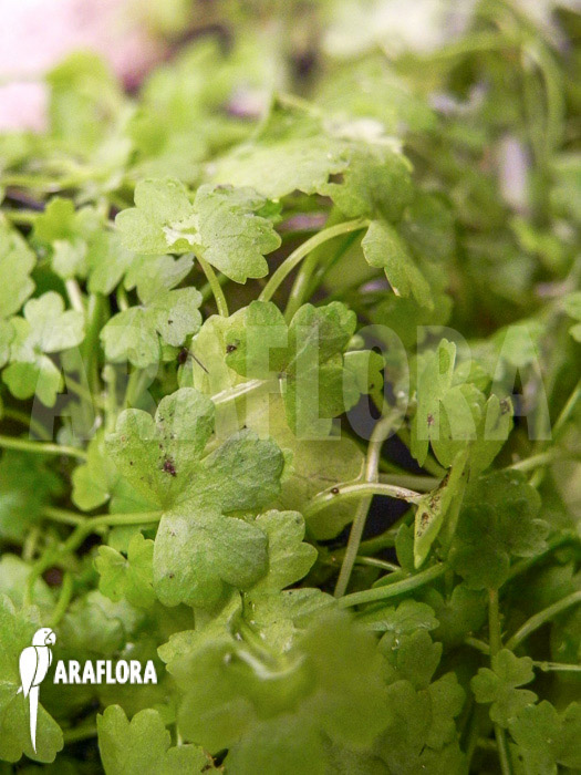 Hydrocotyle tripartita &lsquo;Japan&rsquo;