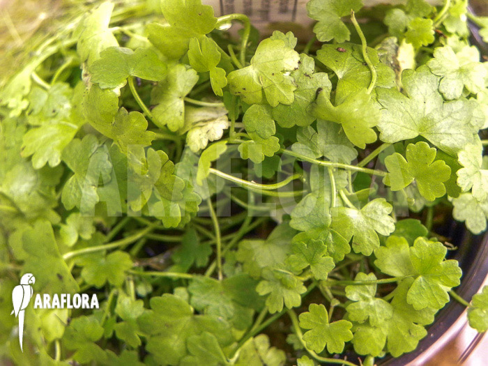 Hydrocotyle tripartita &lsquo;Japan&rsquo;