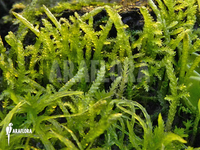 Hypnum cupressiforme &lsquo;Moss&rsquo;