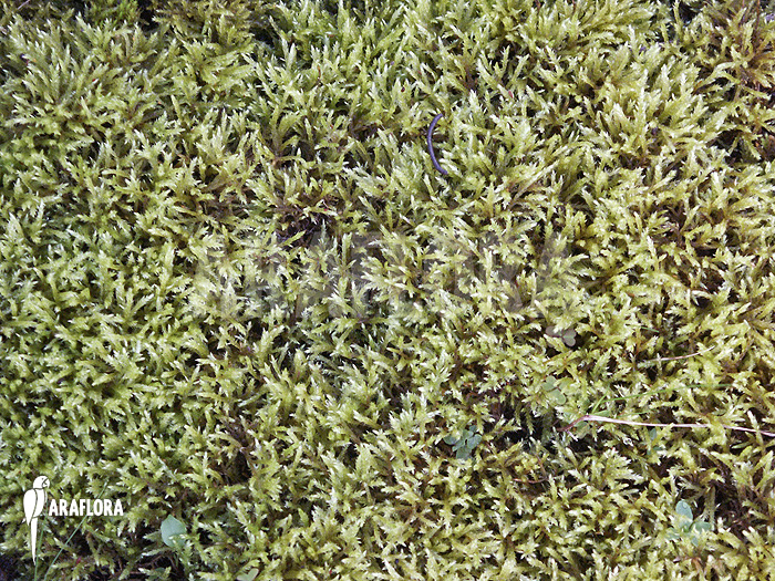 Hypnum cupressiforme &lsquo;Moss&rsquo;