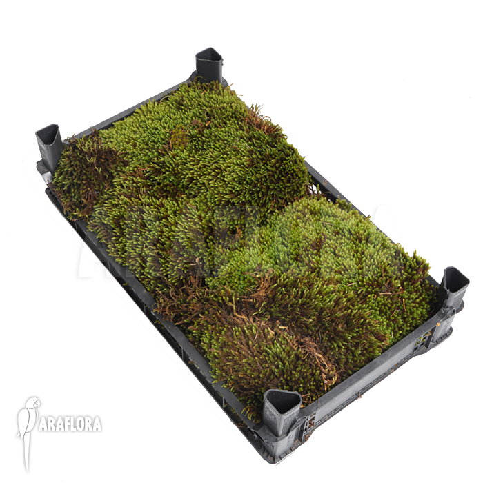 Hypnum moss cradle