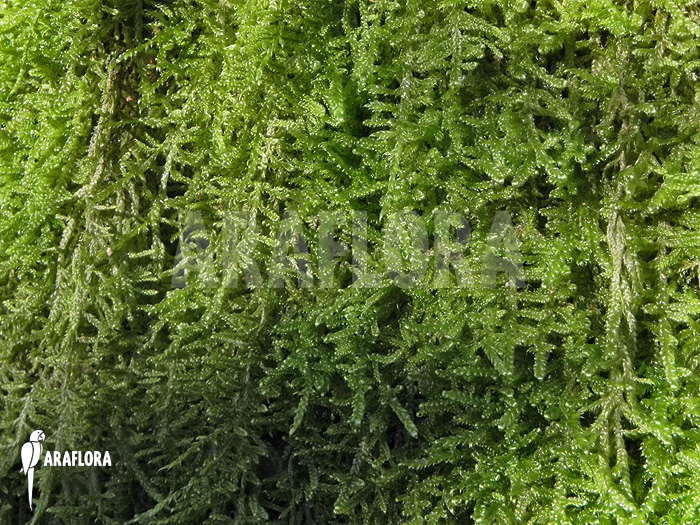 Hypnum cupressiforme &lsquo;Moss on tree&rsquo;